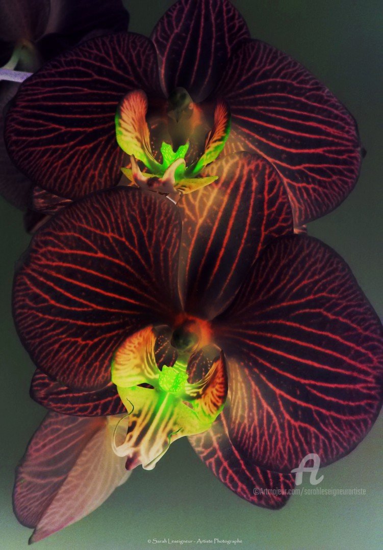 Sarah Leseigneur - Orchidaceae Phalaenopsis