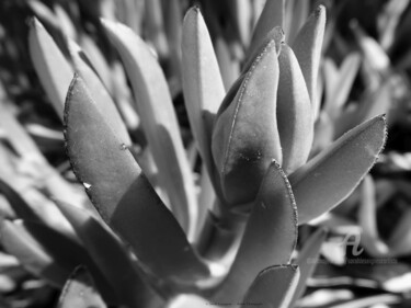 Carpobrotus