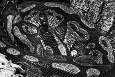 Python roral