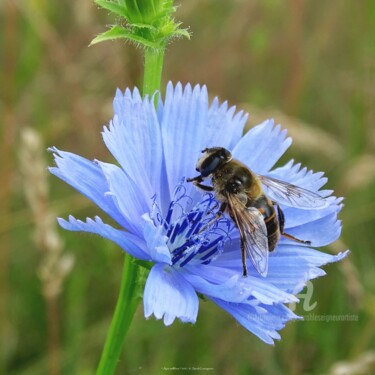 Apis mellifera